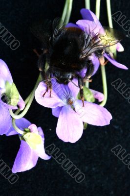 Bumblebee isolated in white