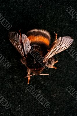 Bumblebee isolated in white