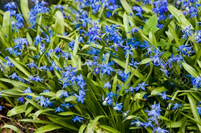 Scilla blossom