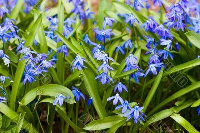 Scilla blossom