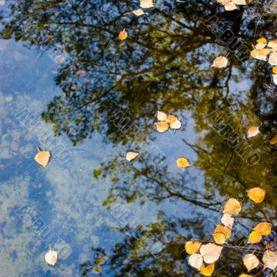 Leaves at water