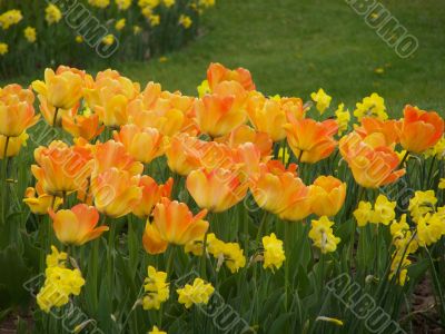 Daffodils and tulips Daffodils and tulips