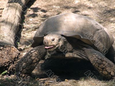 Big turtle Big turtle