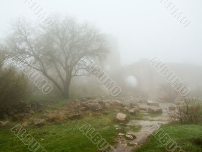 stronghold ancient mist morning age-old wall tree