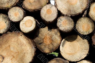 wood from the forest wood from the forest