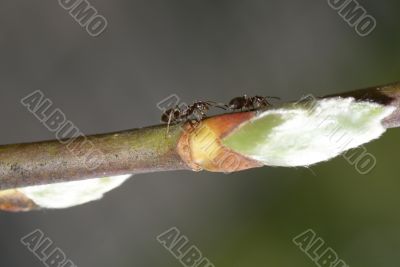 Close up of an ant.