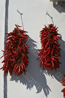Red Hungarian peppers, symbol of Hungary