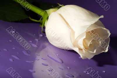 white rose on lilac