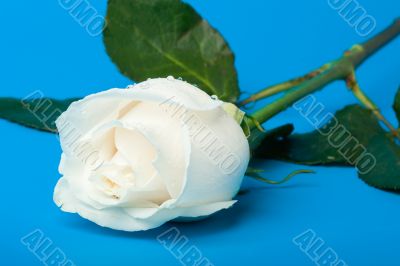 wet white rose on blue