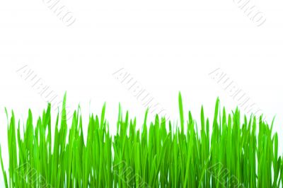 isolated green grass