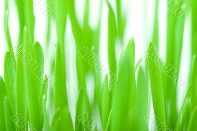 green grass background