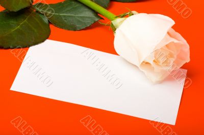 macro white rose on red with blank card