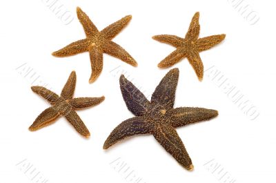 dried starfish