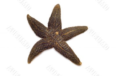 starfish macro