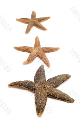 starfish on white