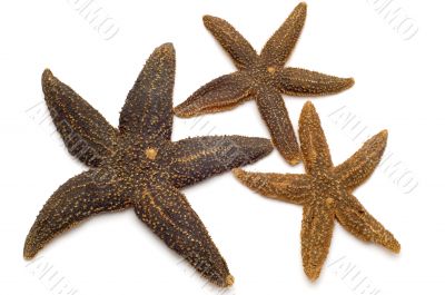 starfish