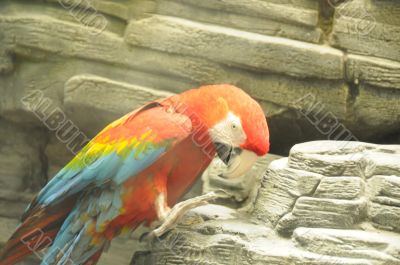parrot parrot