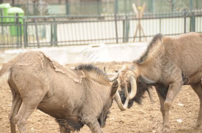 antelopes gnu