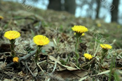 Spring Coltsfoots