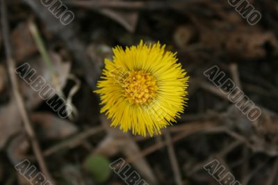 Coltsfoot