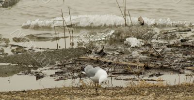 Seagull Foraging For Food