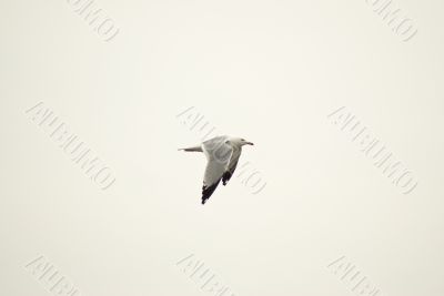 Flying Gull