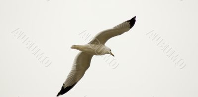 Flying Away Flying Away