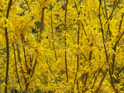 Yellow blooming bushes of forsythia.