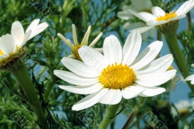 spring daisy flowers