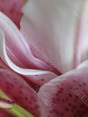 pink flower petals close-up