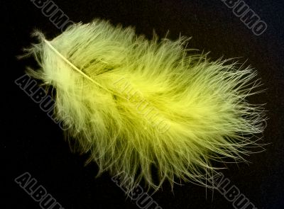 Bird`s feather