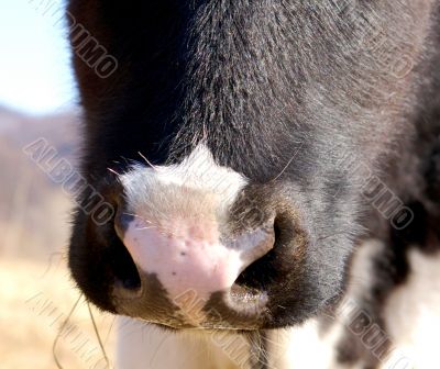 The Nose. The Nose.