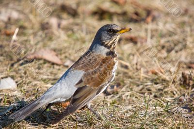 fieldfare (turdus pilaris)