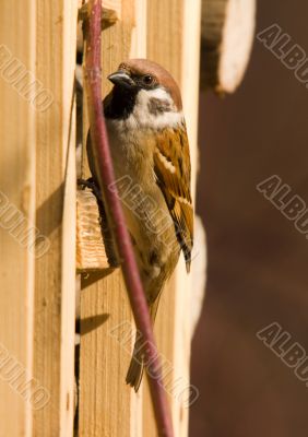Saprrow (Passer montanus)