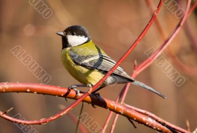 great tit