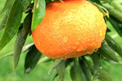 Mandarin