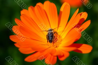 calendula and bee