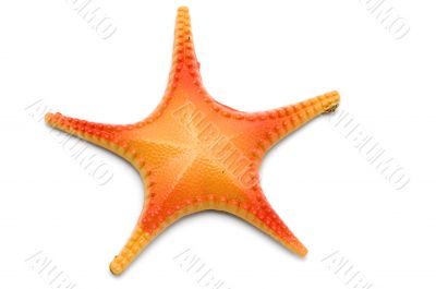 magnet starfish