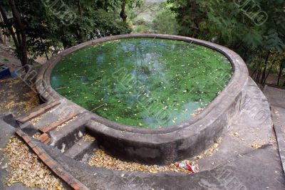 Pool with green water