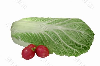 cabbage  &amp; radish