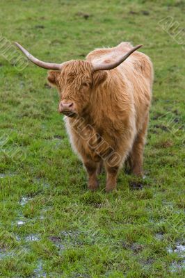 Highland cattle