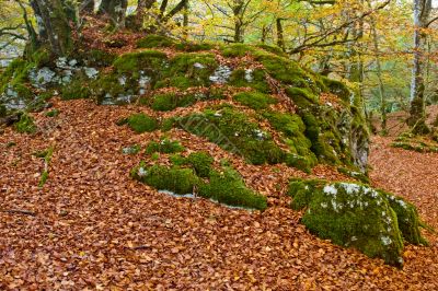 Colors in autumn season