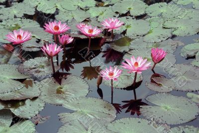 Lotuses
