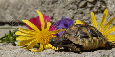 little turtle and flowers