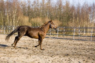 brown running horse brown running horse