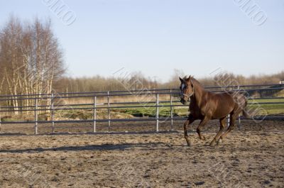 running horse running horse