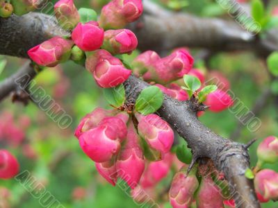 Branch with flowers.