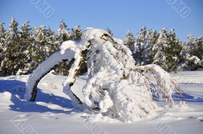 A birch under snow
