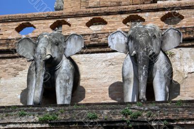 Elephants
