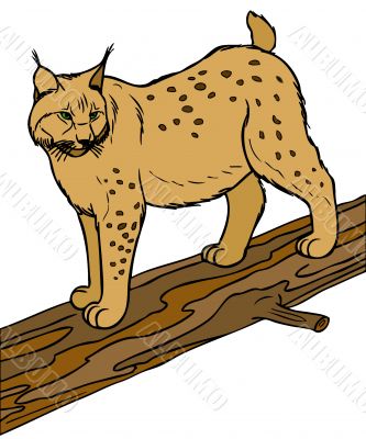 Illustartion of lynx